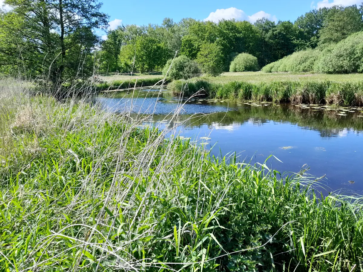Kartierungen im NSG „Lachte“