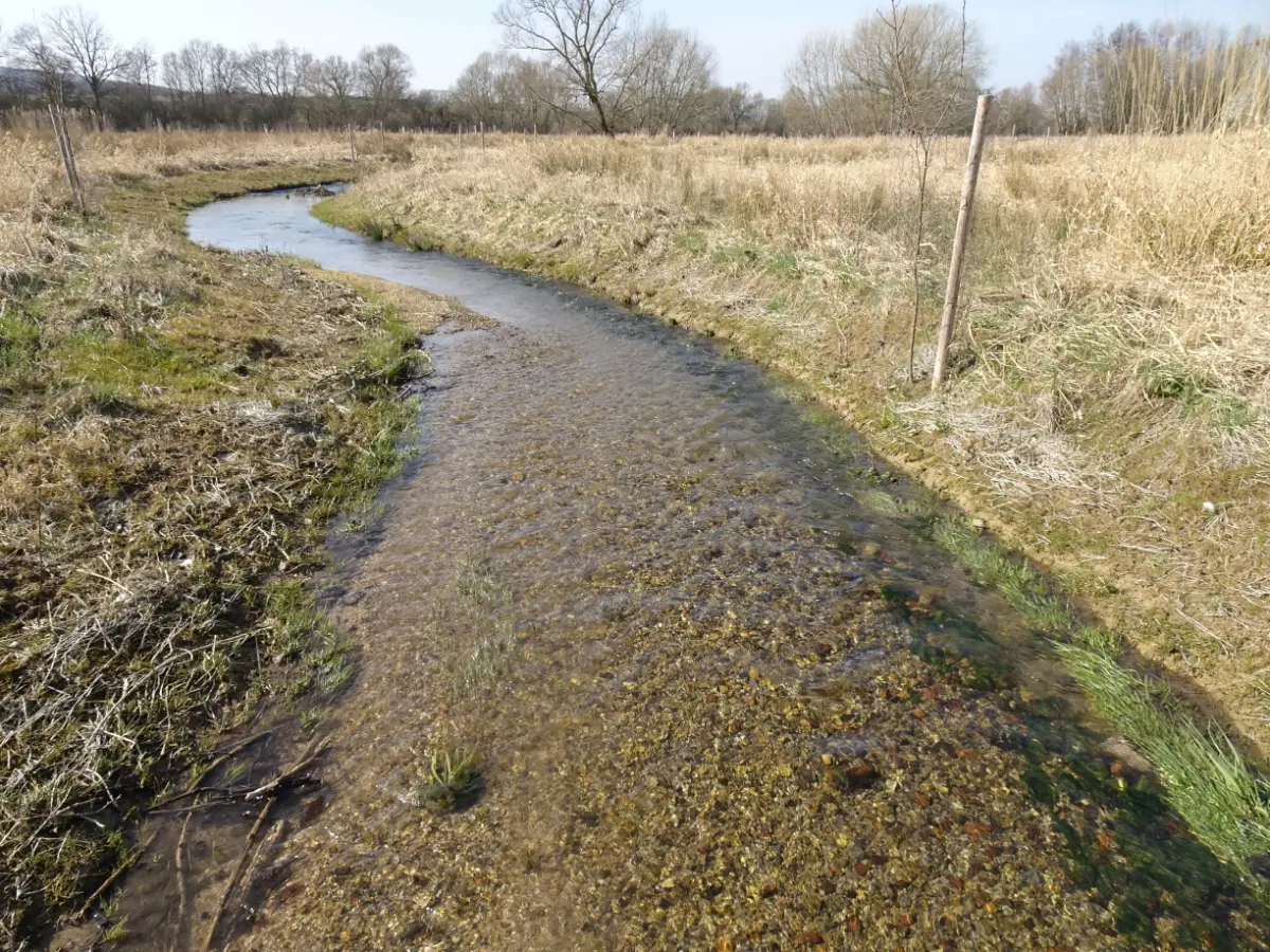 Renaturierung der Rodenberger Aue druch agwa